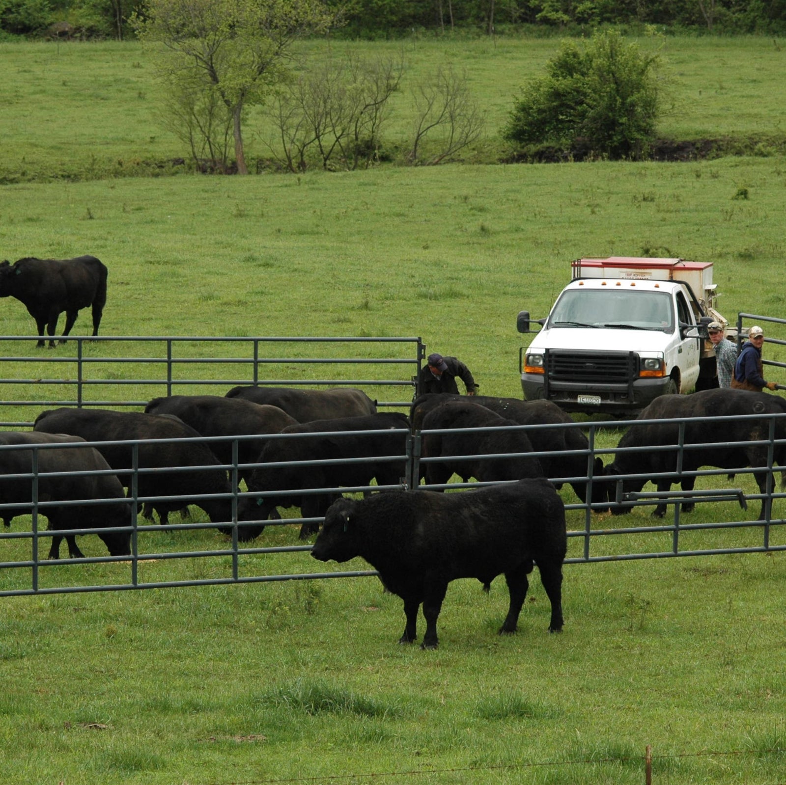 Circle F Cattle Company