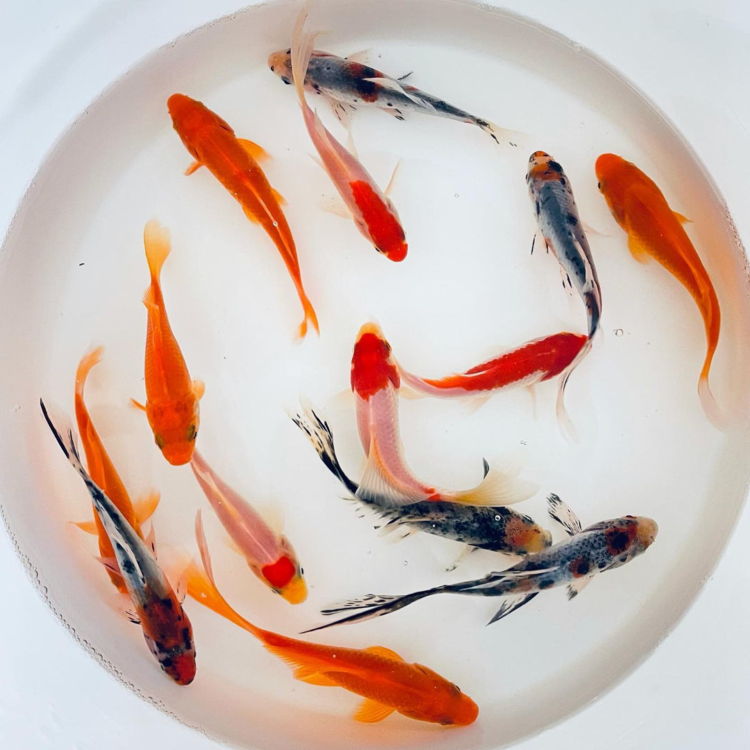 Ozark Fisheries Goldfish