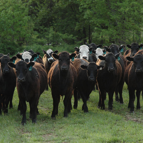 Circle F Cattle Company