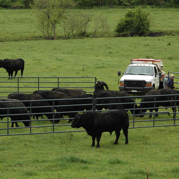Circle F Cattle Company