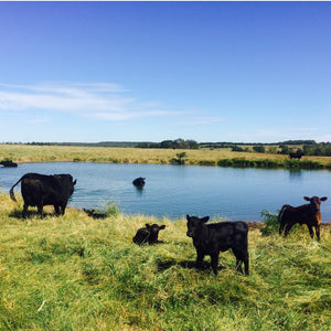 Circle F Cattle Company