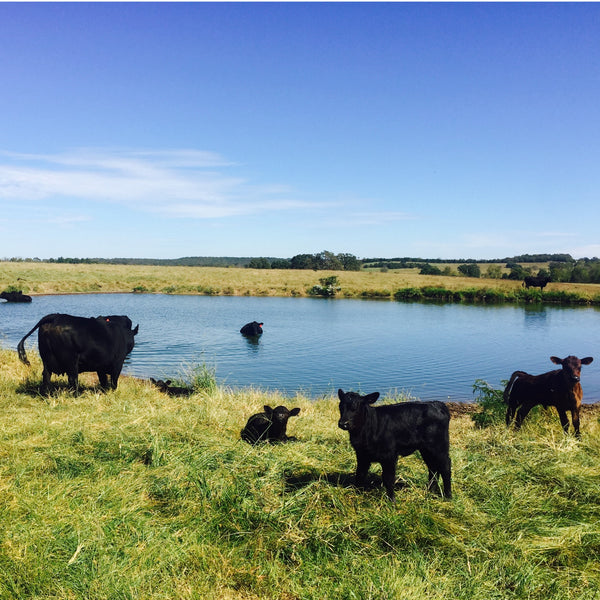 Circle F Cattle Company