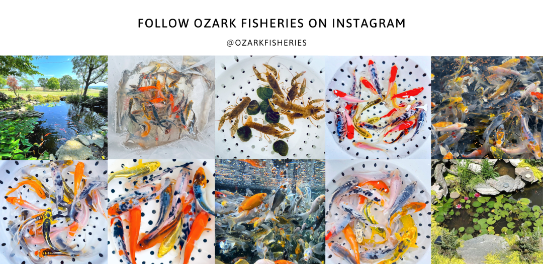 Promotional graphic for Ozark Fisheries on Instagram with images of fish and nature.