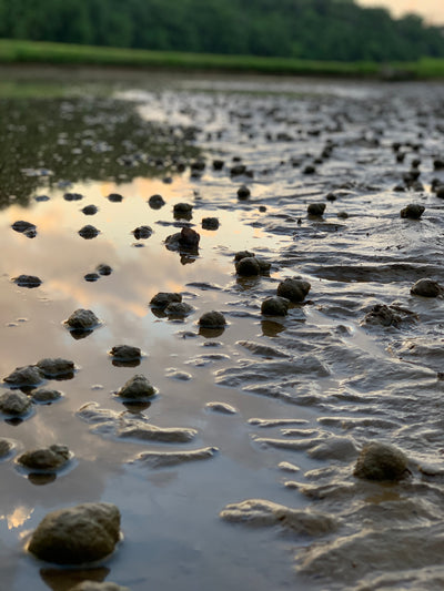 Snails in a pond before harvesting