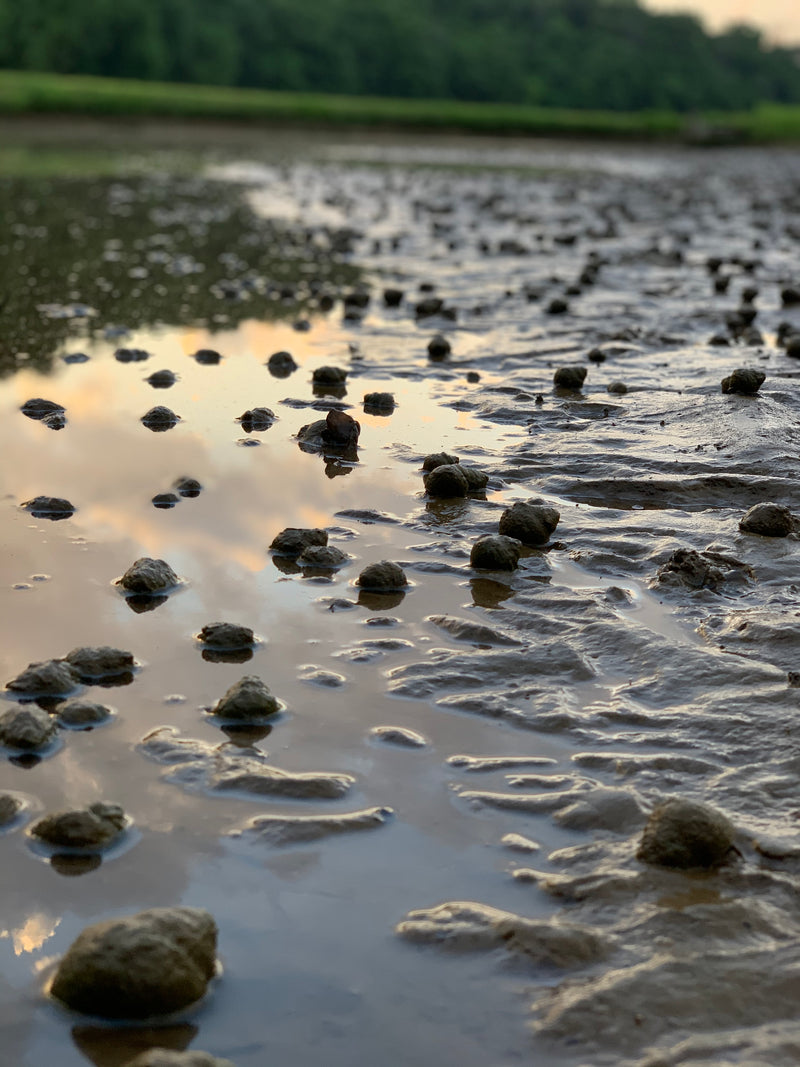 Snails in a pond before harvesting