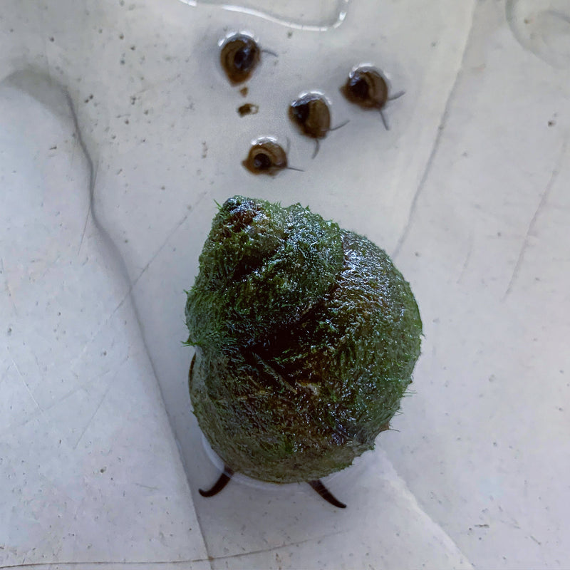 Trapdoor snails are live bearing
