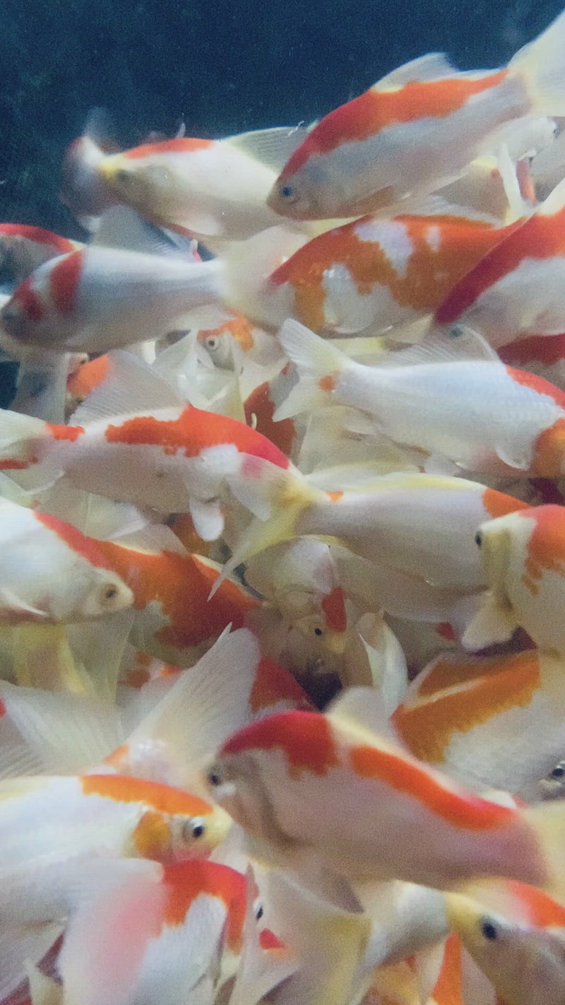 Sarasa Common Goldfish 
