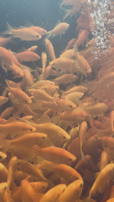 Feeder Common Goldfish