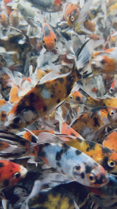 Shubunkin Goldfish