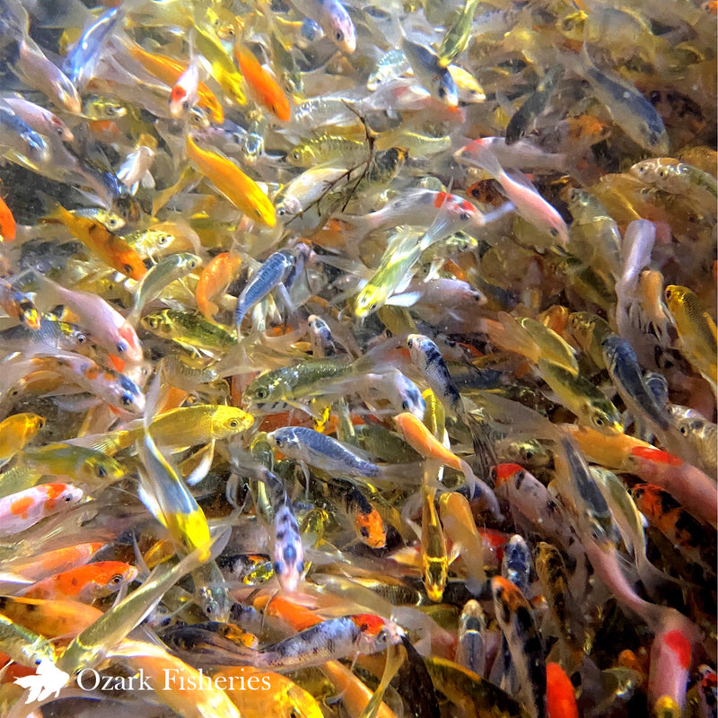 Assorted Koi Combo: Butterfly Fin & Standard Fin Koi