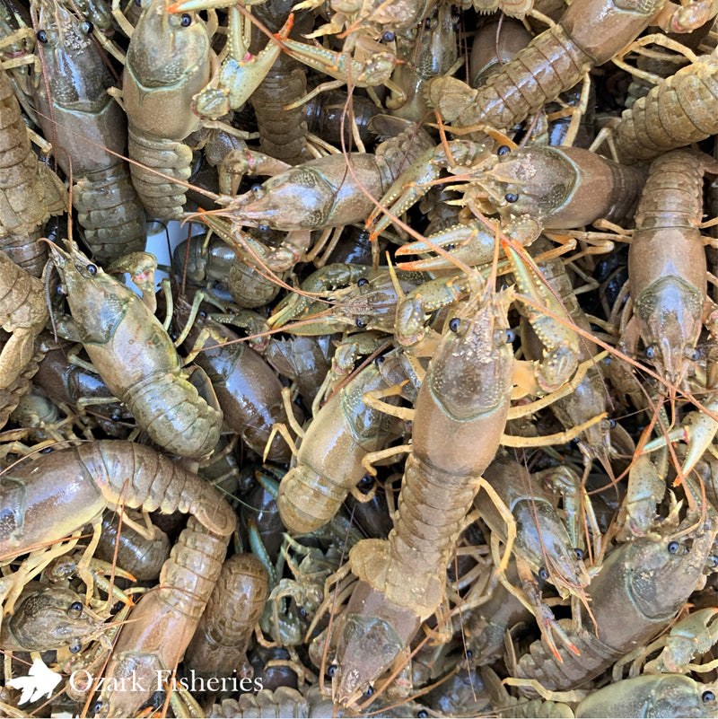 Crayfish 