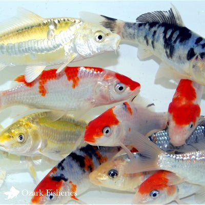 Standard Fin Koi