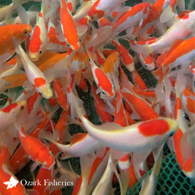 Sarasa Common Goldfish 