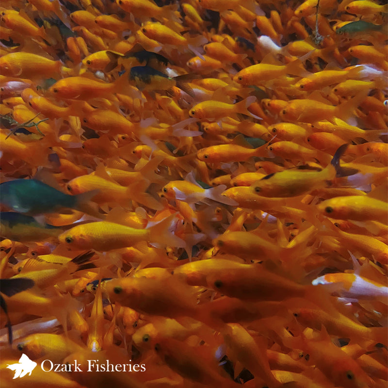 Feeder Common Goldfish