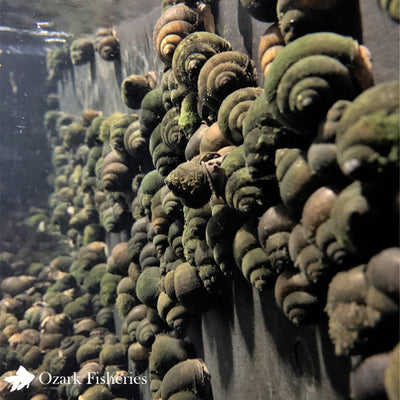 Trapdoor Snails