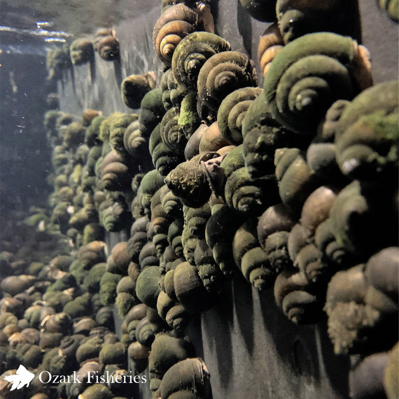 Trapdoor Snails
