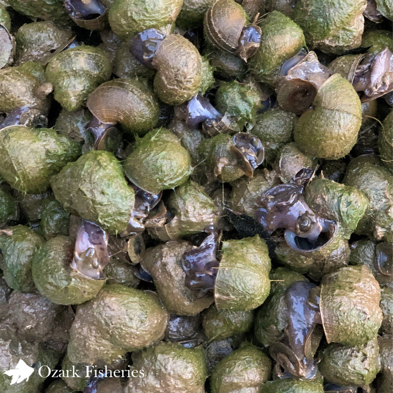 Aquatic Trapdoor Snails