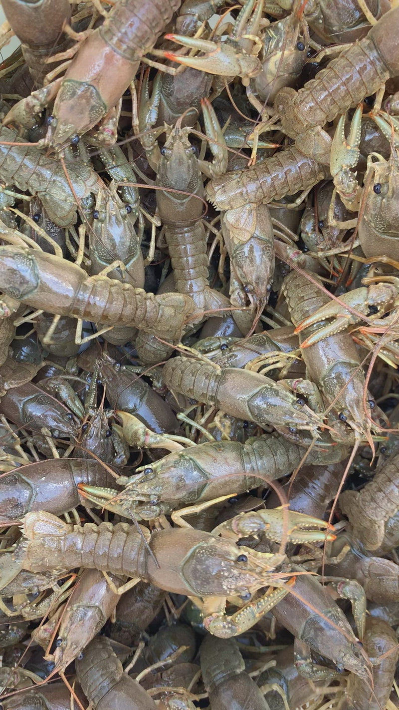 Crayfish