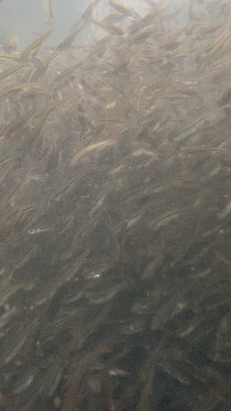 Black Fathead Minnows